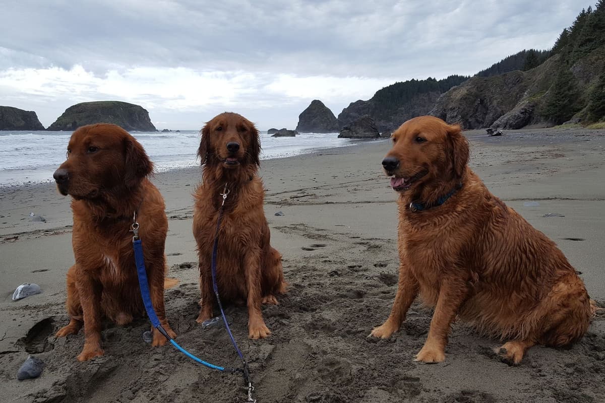 Dark Red Golden Retriever Puppies breeder image 19