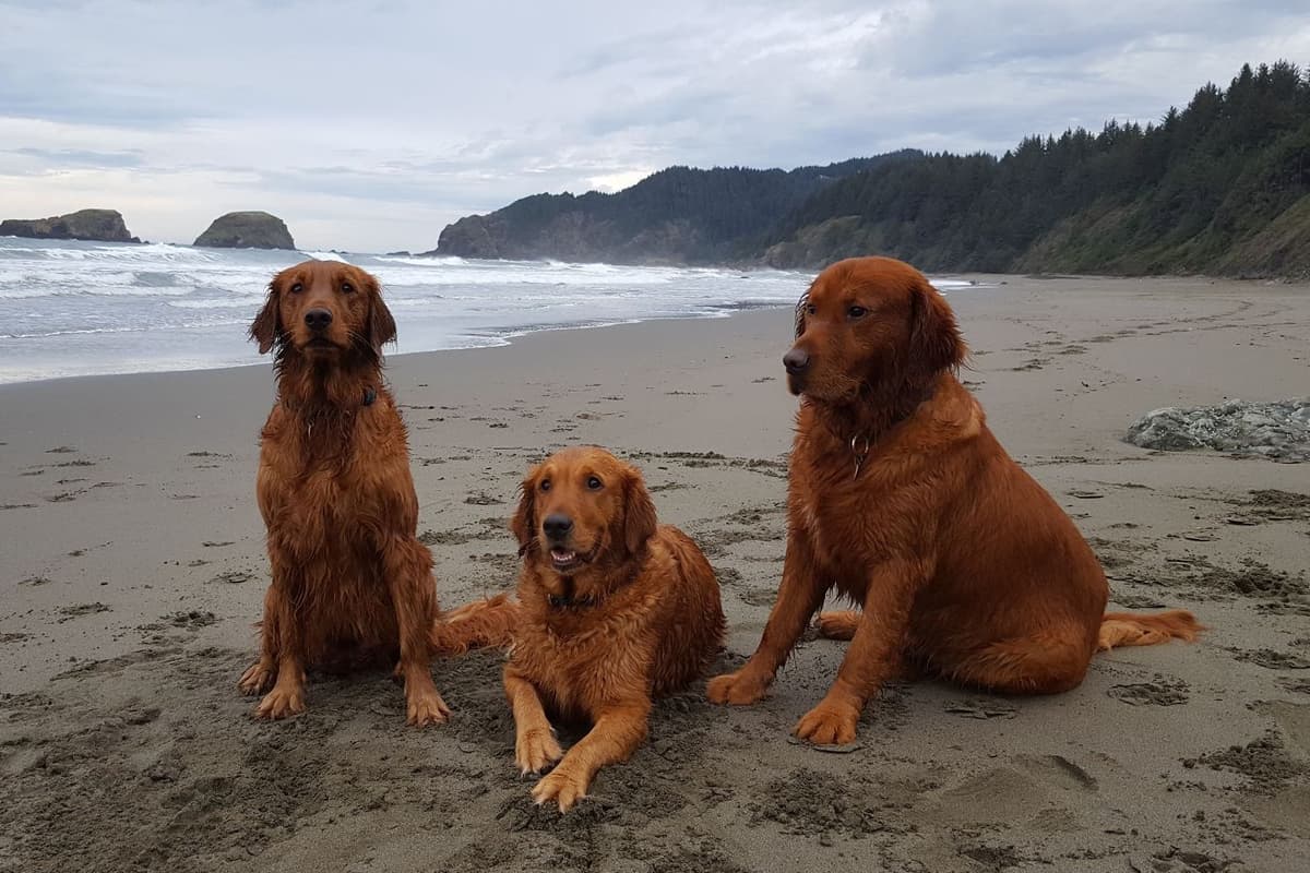 Dark Red Golden Retriever Puppies breeder image 11