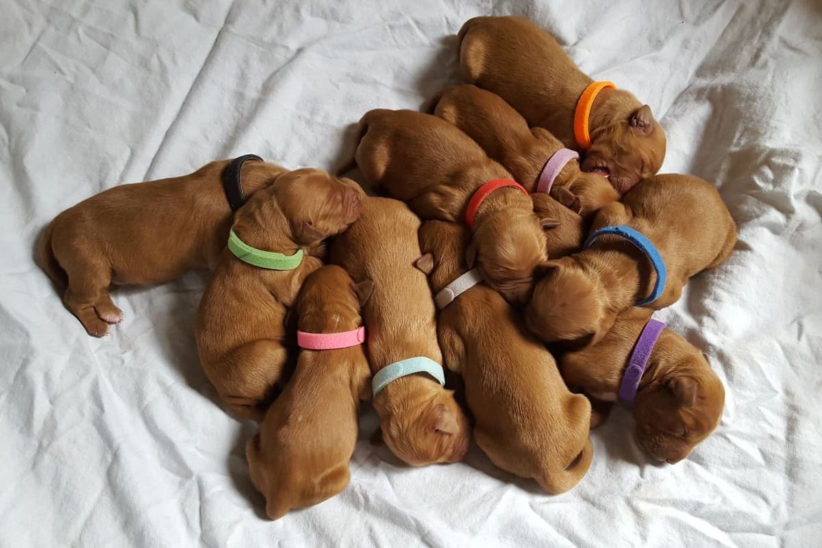 Dark Red Golden Retriever Puppies breeder image 16