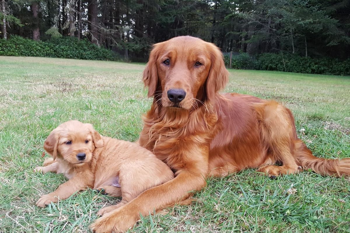 Dark Red Golden Retriever Puppies breeder image 15