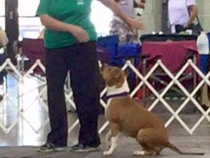 American Staffordshire Terrier Puppies breeder image 21