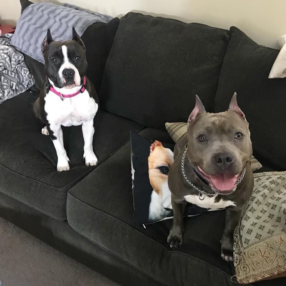 American Staffordshire Terrier Puppies breeder image 41