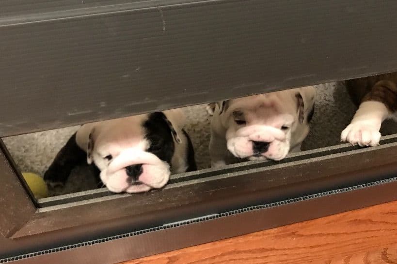 Bulldog Puppies breeder image 12