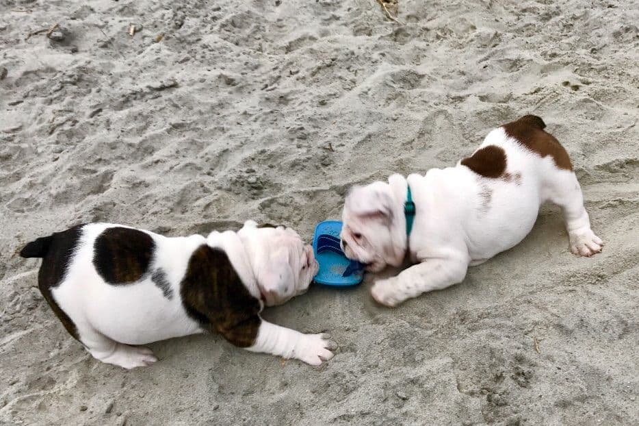 Bulldog Puppies breeder image 9