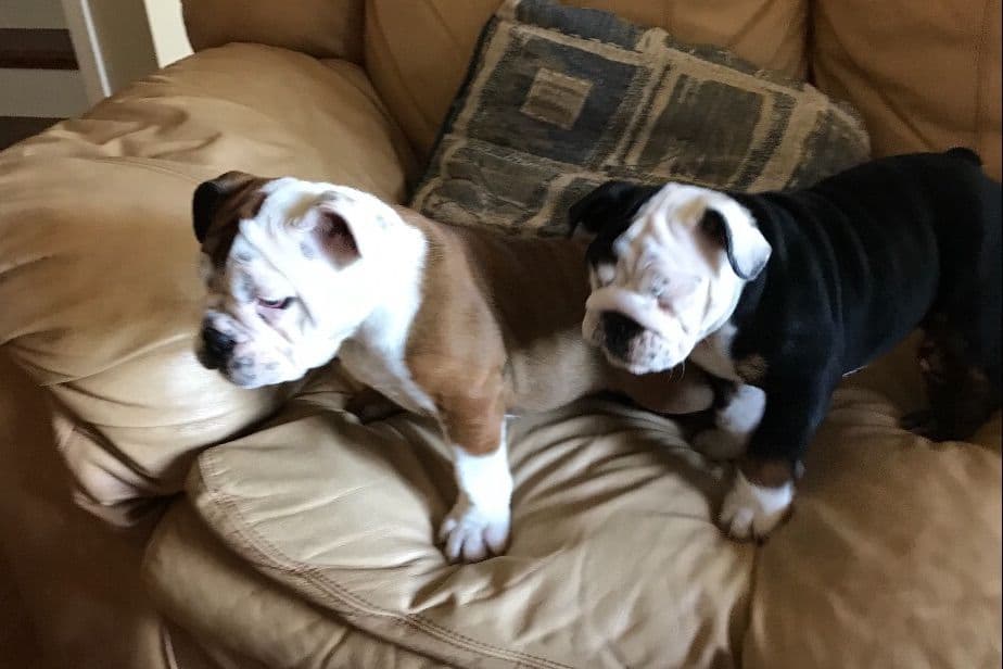 Bulldog Puppies breeder image 5