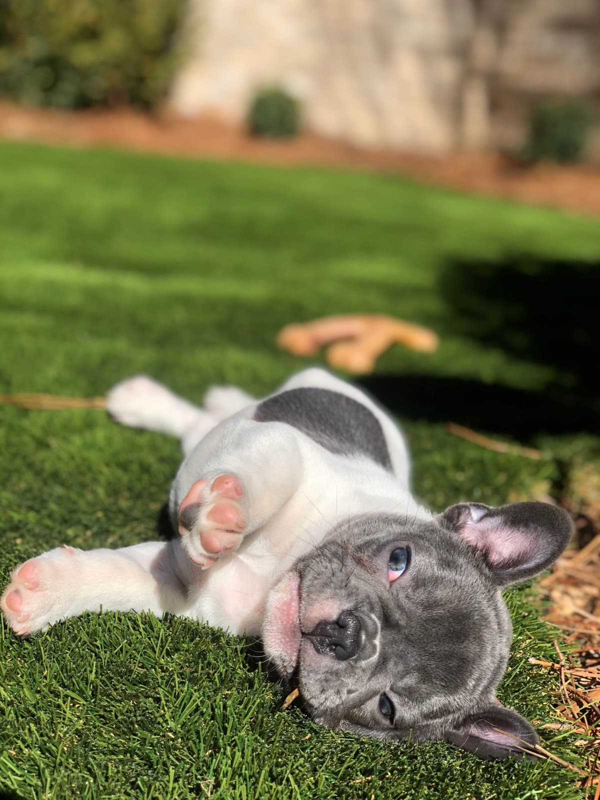 Bulldog Puppies breeder image 31