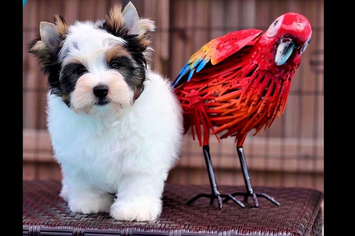 Biewer Terrier Puppies breeder image 2