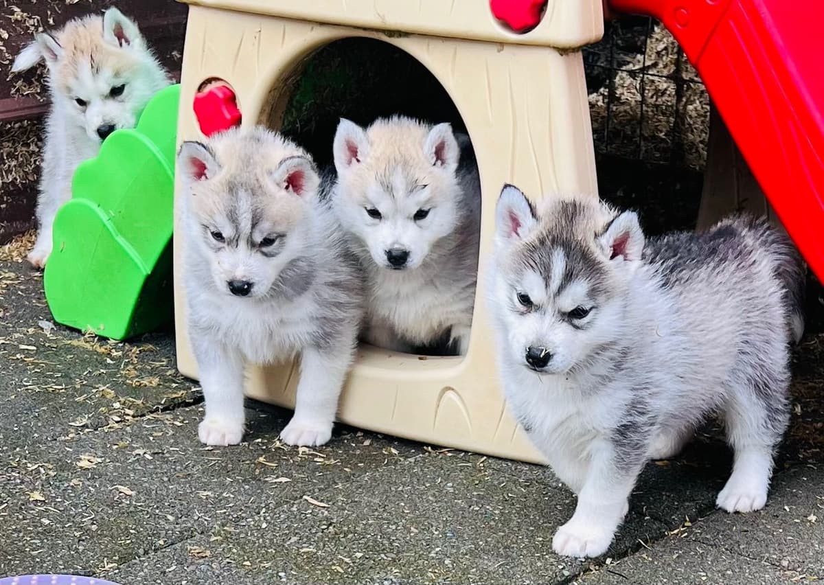 AKC Siberian Huskies From Naketi’s Siberians breeder image 10