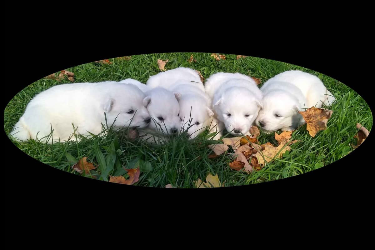 Signature Samoyed Puppies breeder image 1