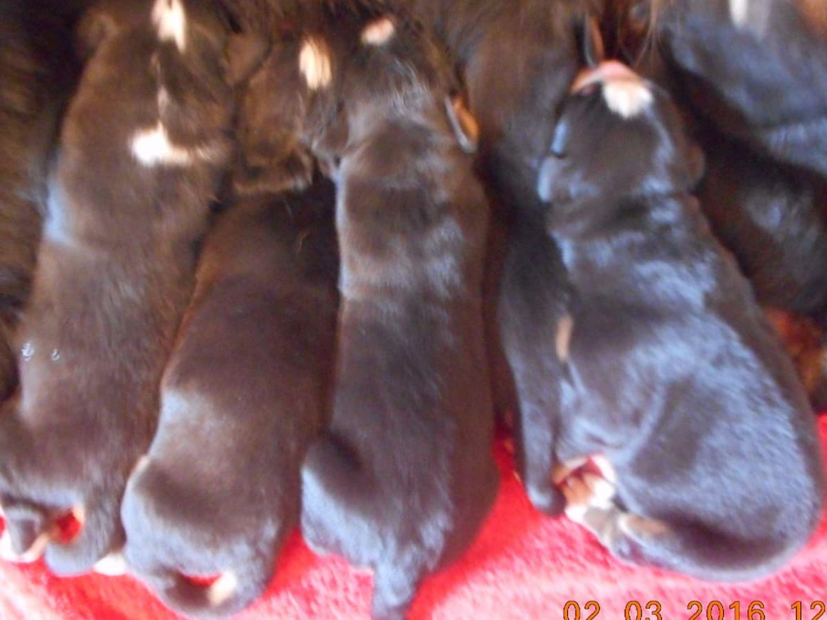 Allison’s Bigger OfAdBernese 330 260 2602 breeder image 5