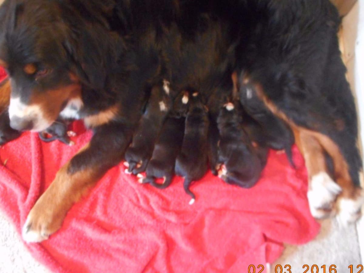 Allison’s Bigger OfAdBernese 330 260 2602 breeder image 13