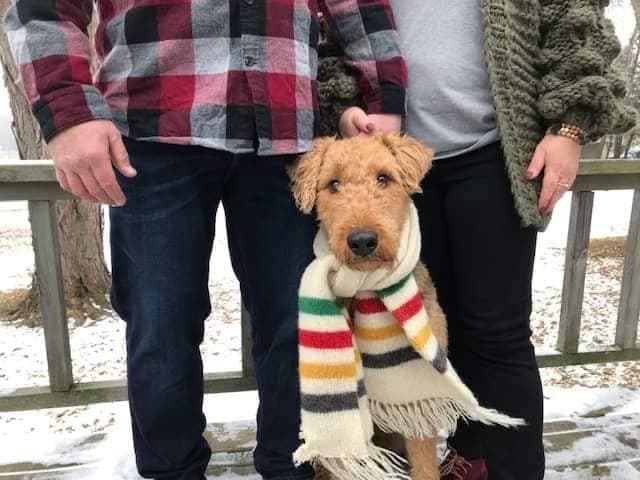 Airedale Terrier Puppies breeder image 9