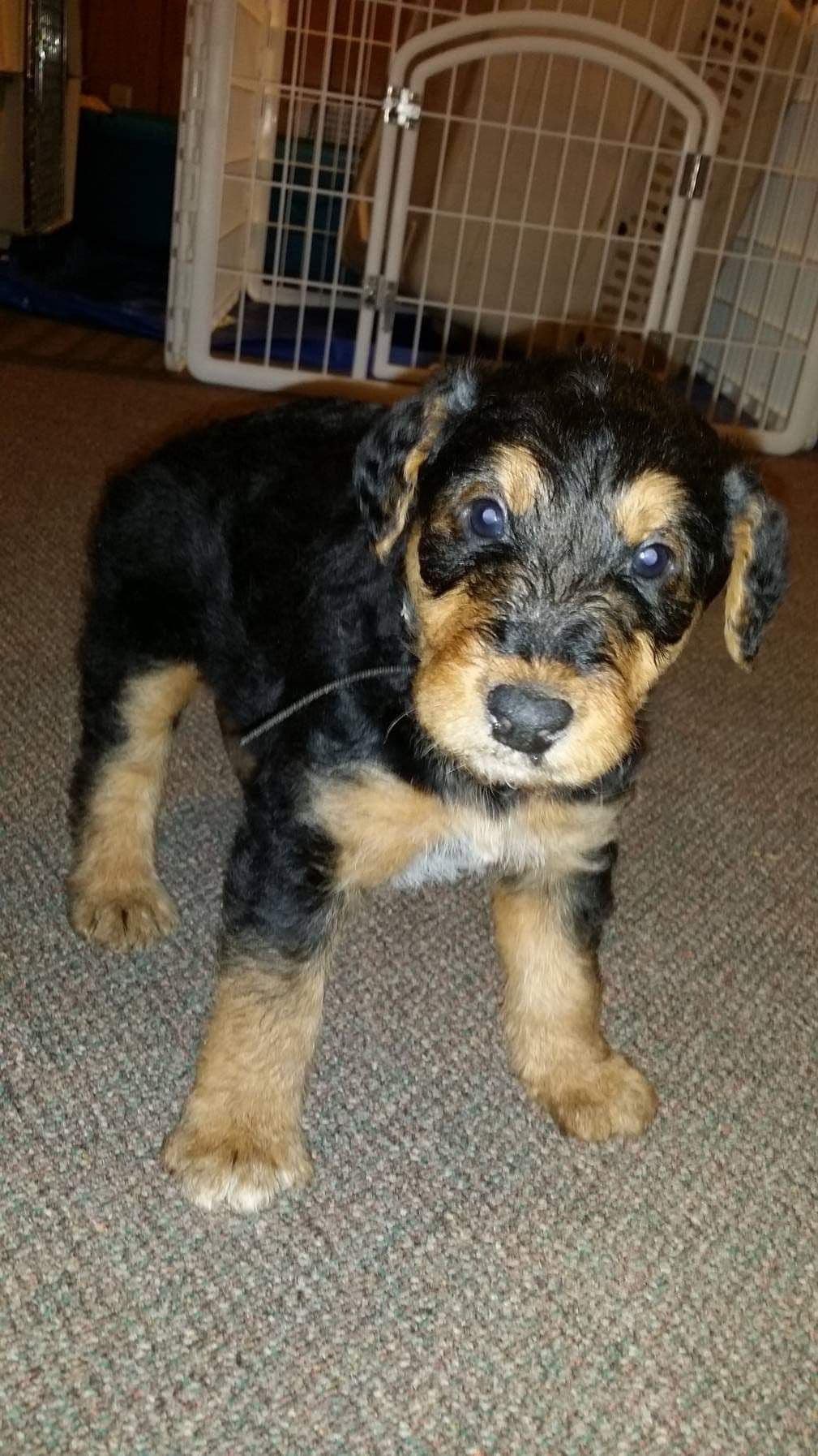 Airedale Terrier Puppies breeder image 14