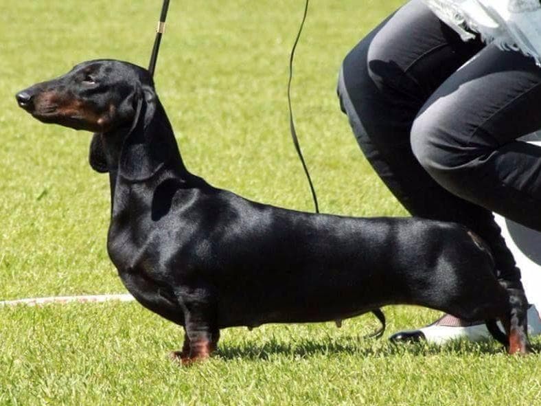 STANDARD SMOOTH DACHSHUNDS: WAIT LIST STARTED breeder image 4