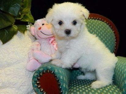 Dixie Puppies breeder image 7