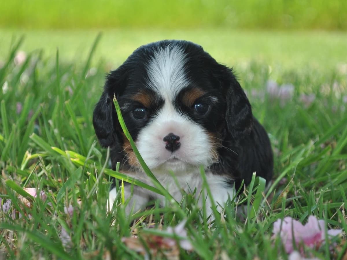 Cavalier King Charles Spaniel Puppies breeder image 3