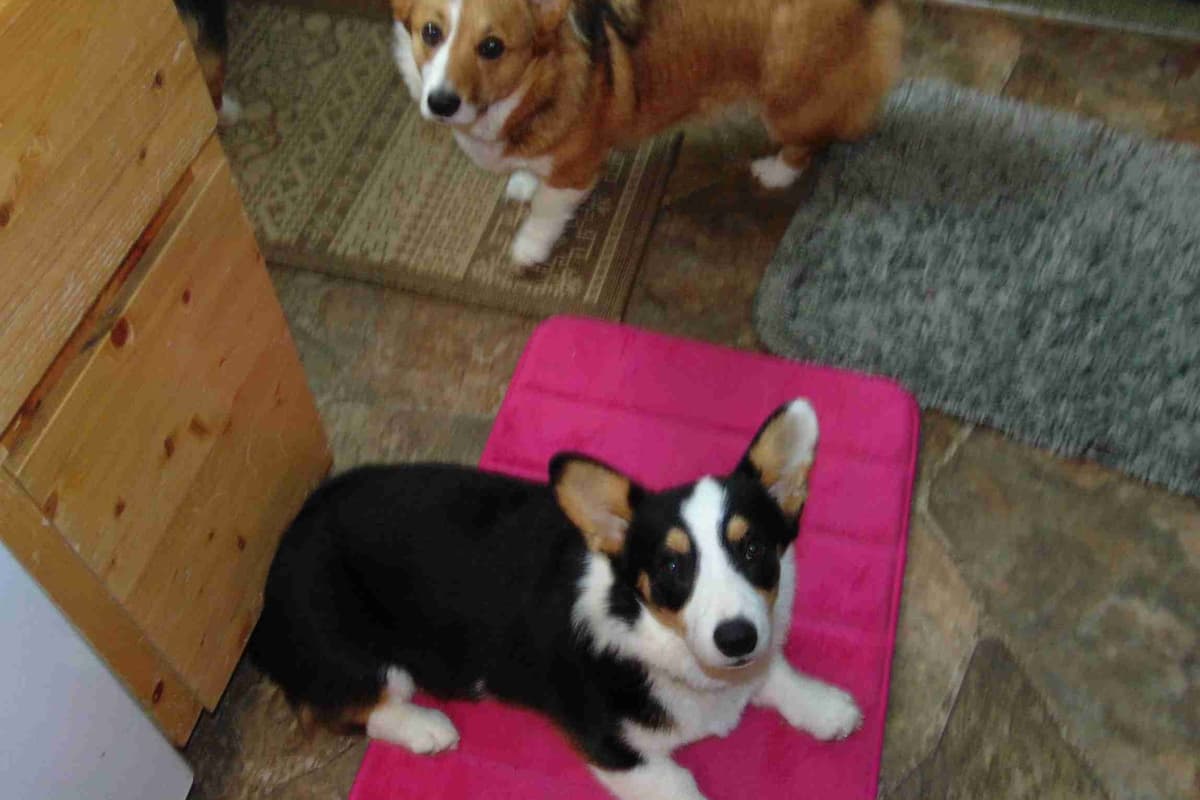 Pembroke Welsh Corgi Puppies breeder image 13