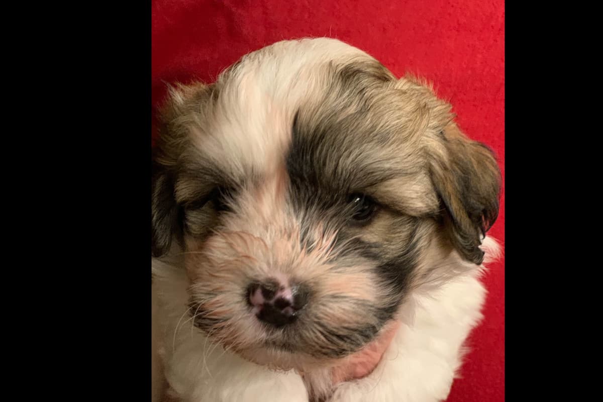 Havanese Puppies breeder image 3