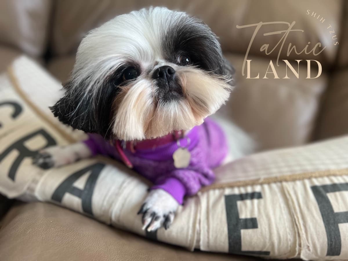 Beautiful Shih Tzu female pups breeder image 8