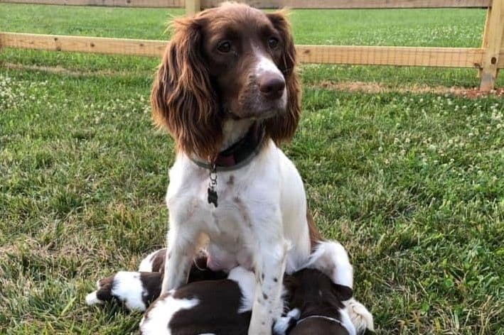 English Springer Spaniel Puppies breeder image 15