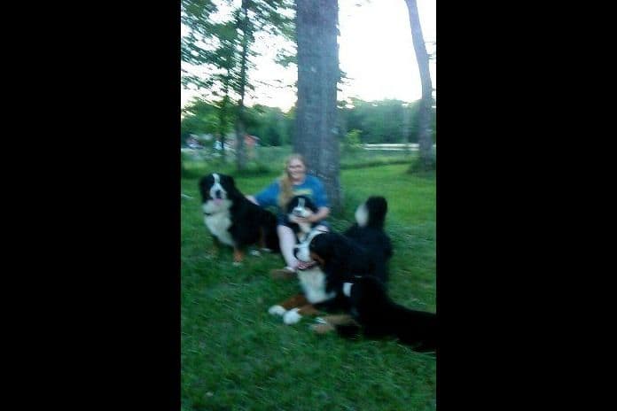 Bernese Mountain Dog Puppies breeder image 2