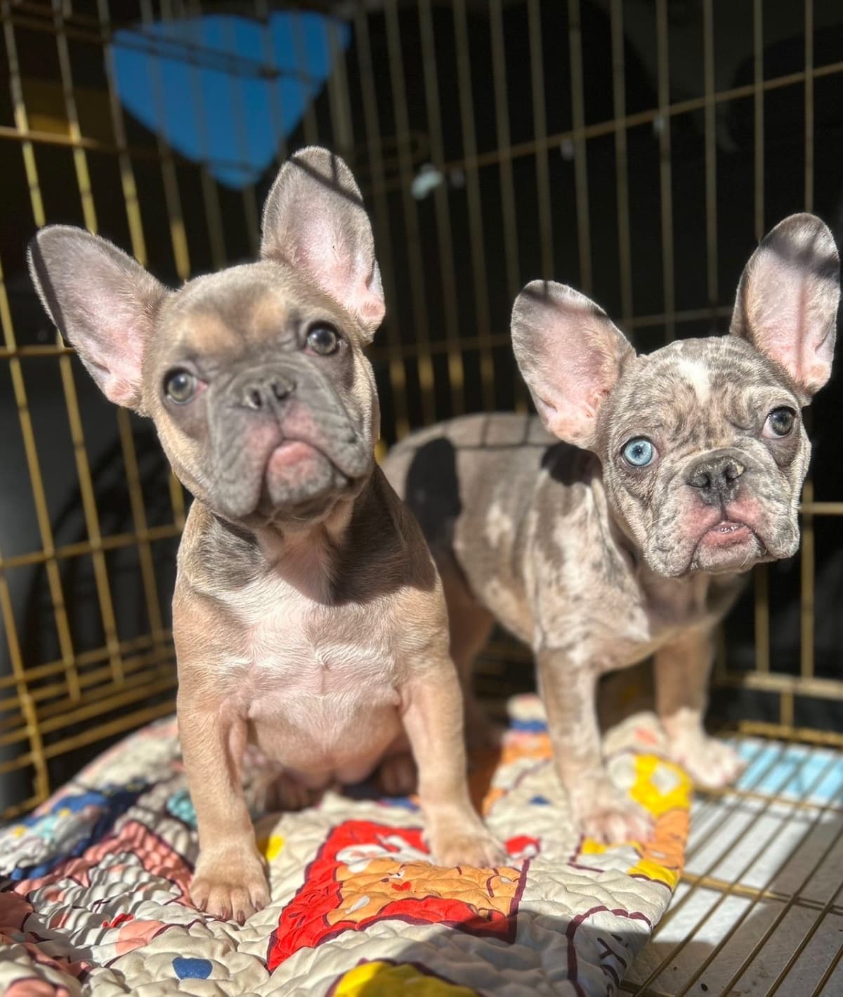 French Bulldog Puppies breeder image 24
