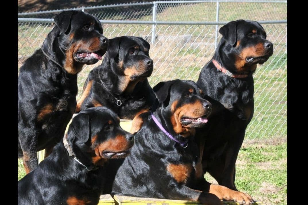 Rottweiler Puppies breeder image 1