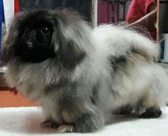 Pekingese Puppies Available Now ❣️ breeder image 9