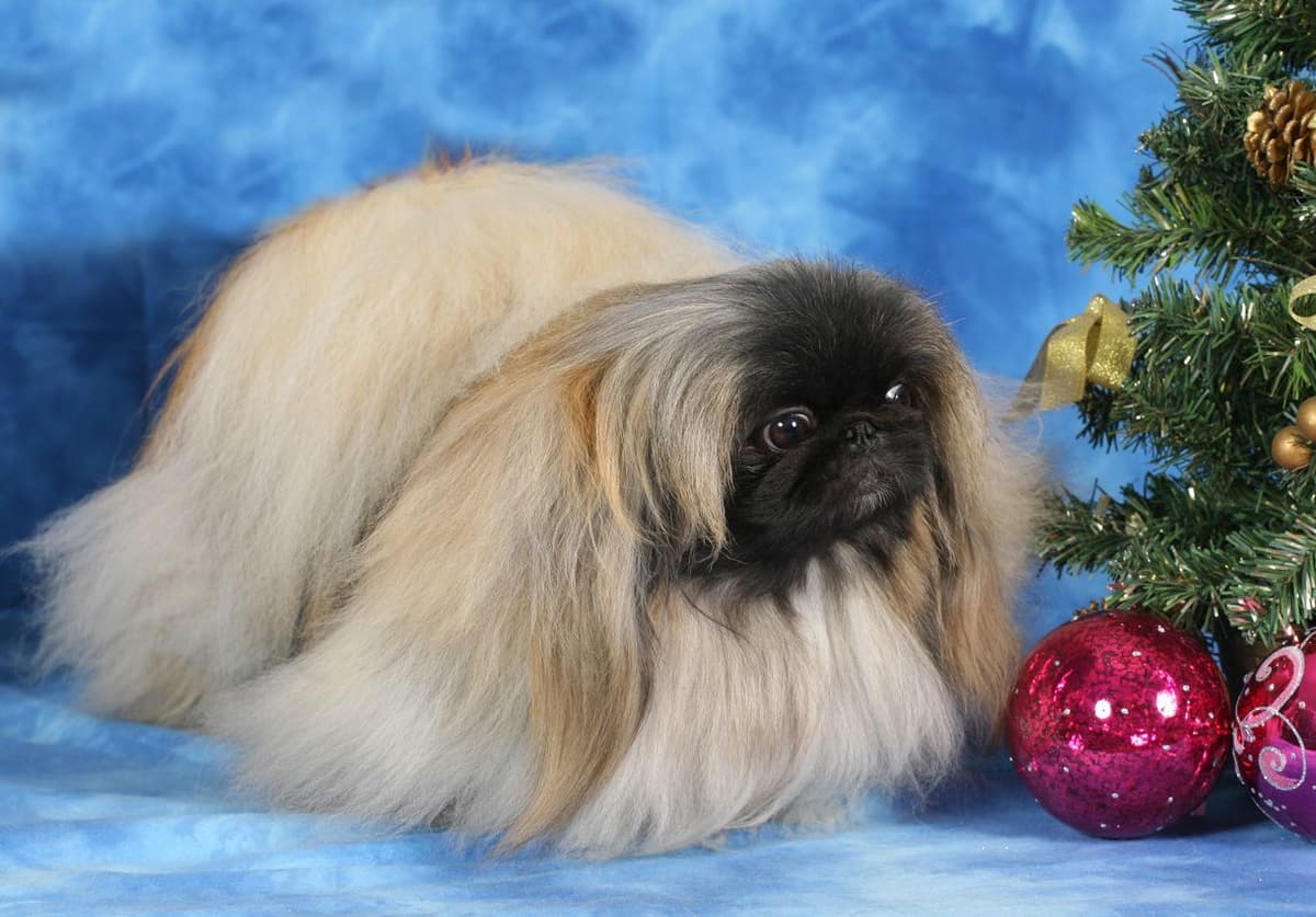 Pekingese Puppies Available Now ❣️ breeder image 20