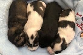 Miniature Schnauzer Puppies breeder image 1