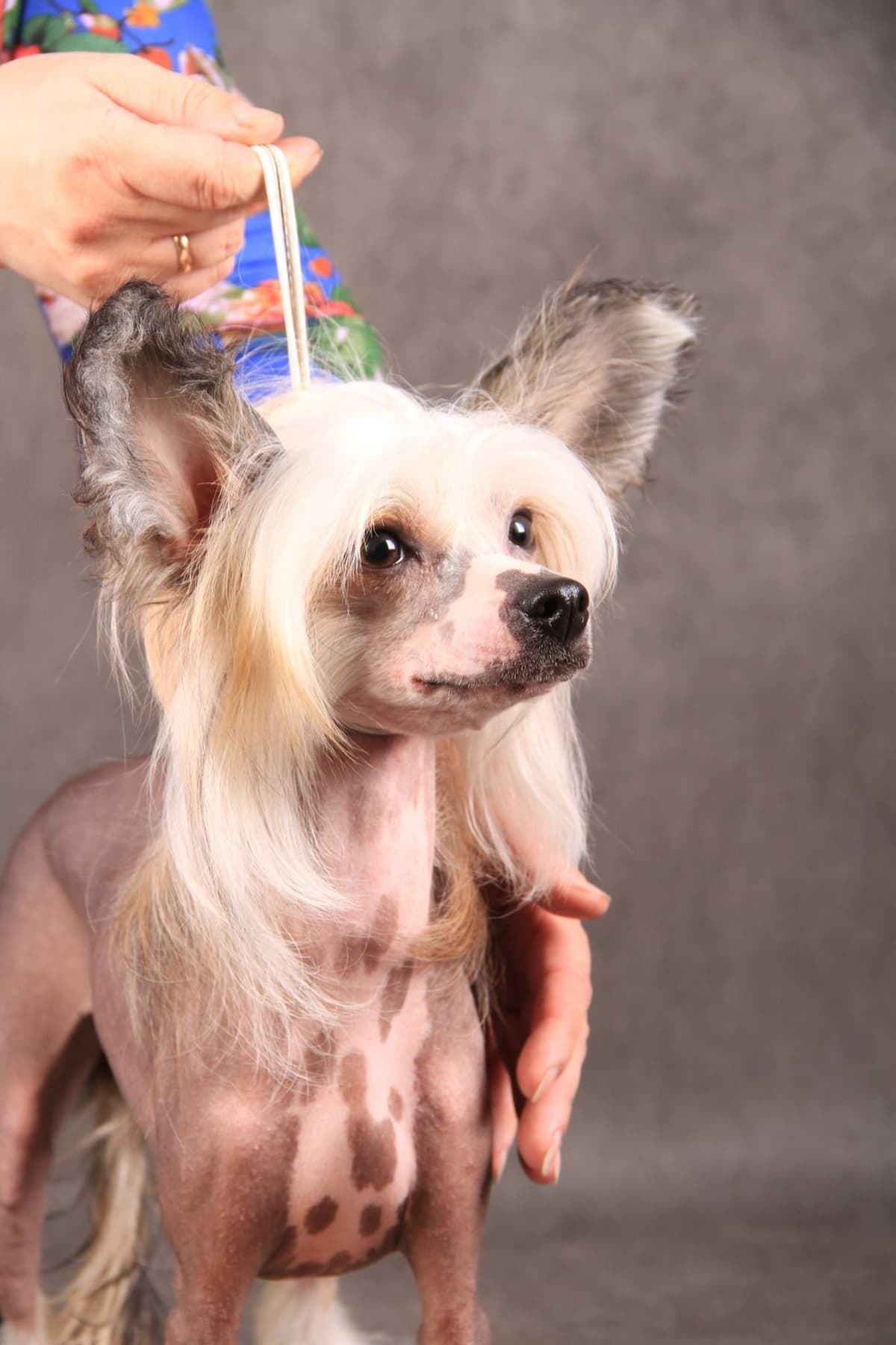 Chinese Crested Puppies breeder image 2