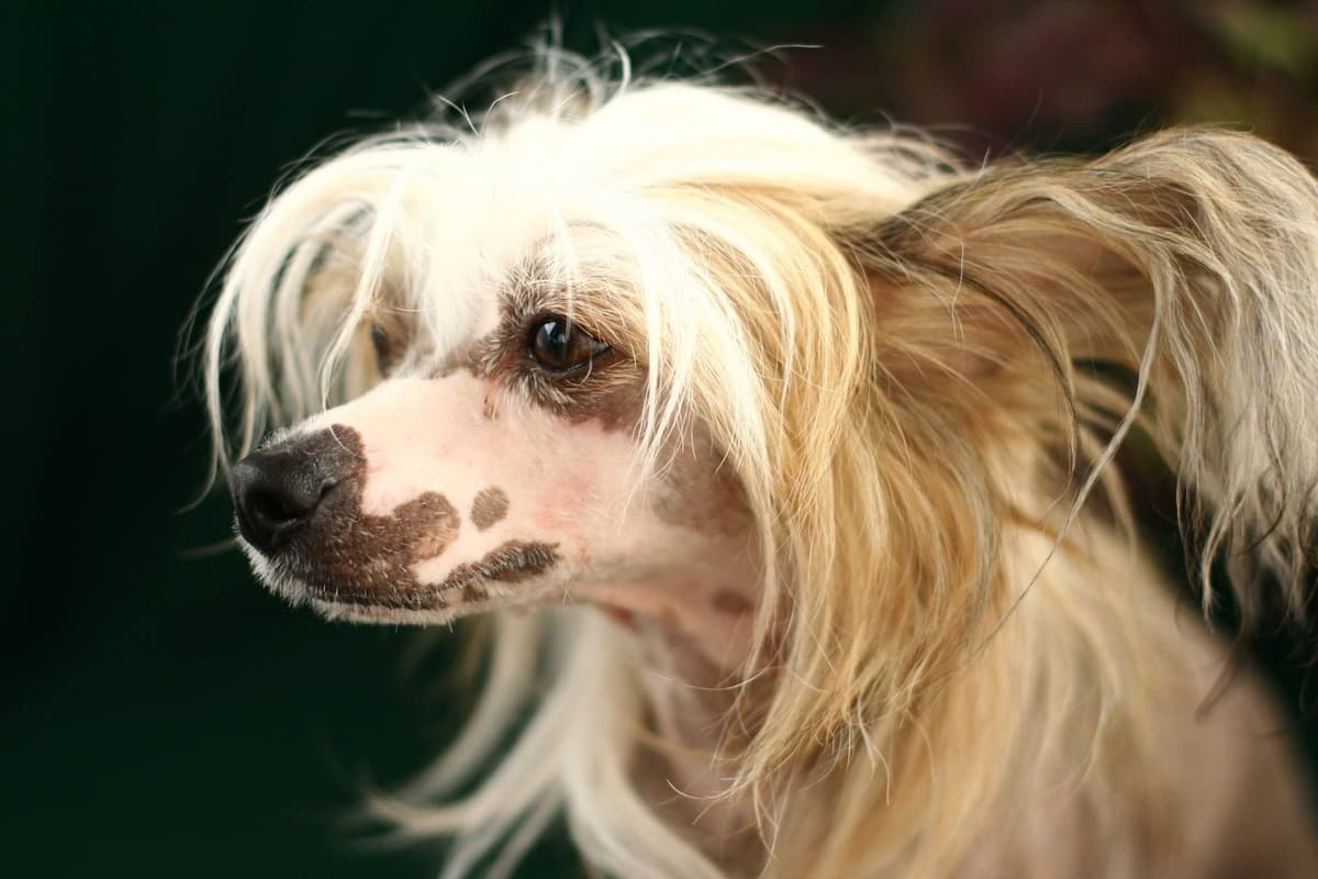 Chinese Crested Puppies breeder image 3