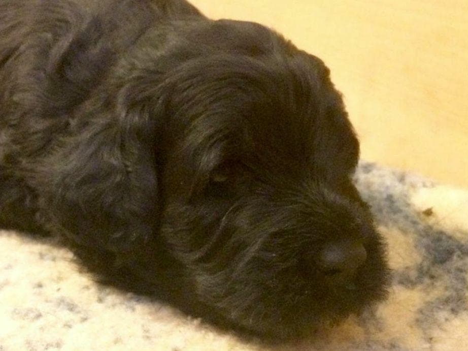 Portuguese Water Dog Puppies breeder image 7
