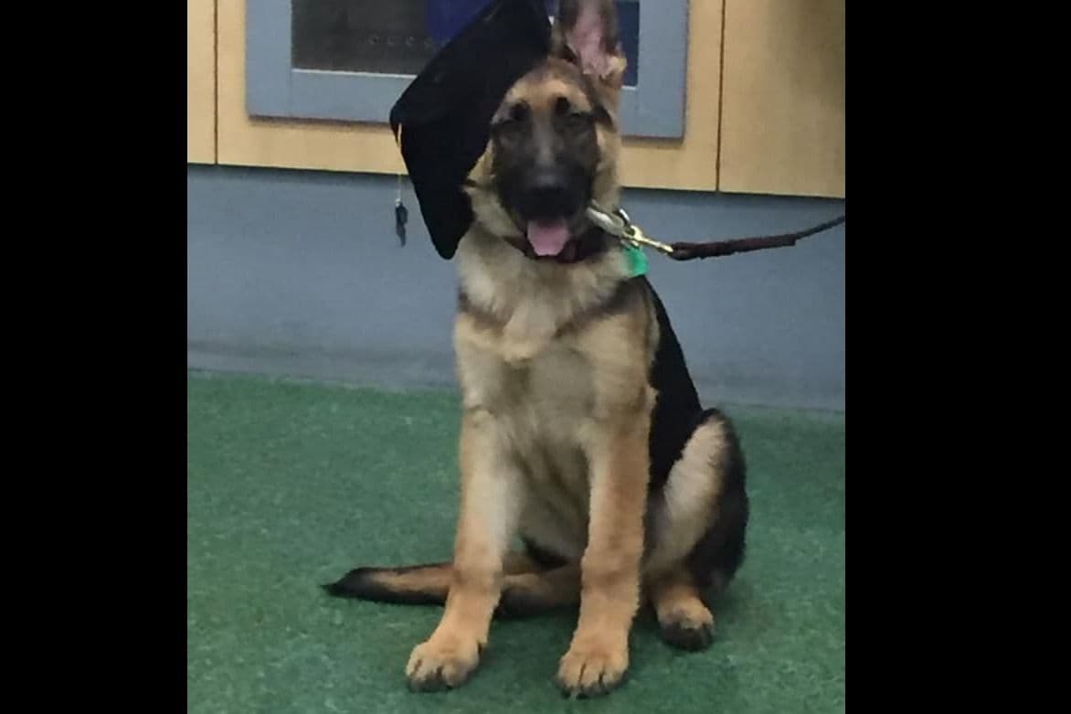 Mountain Pride German Shepherds breeder image 9