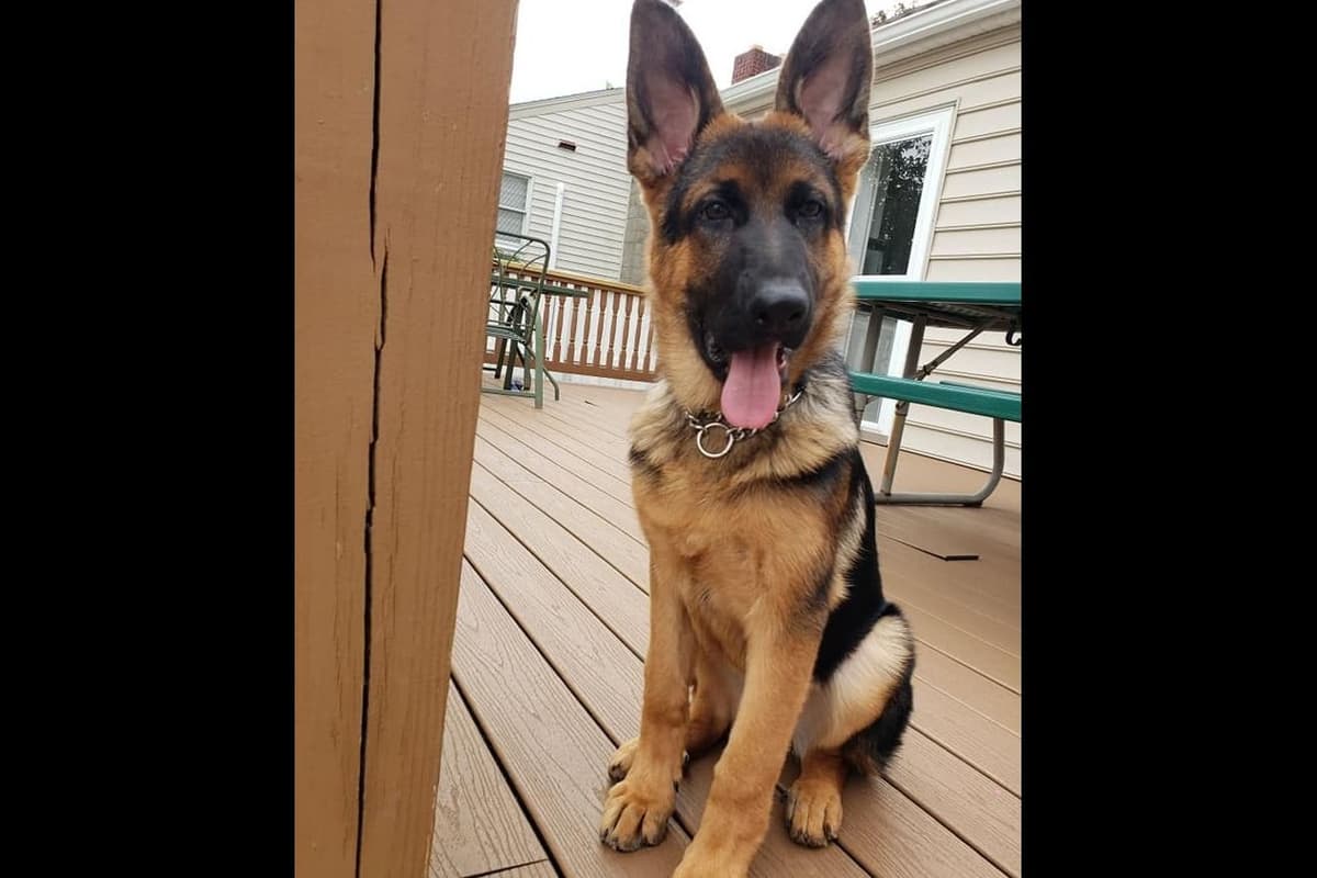 Mountain Pride German Shepherds breeder image 14
