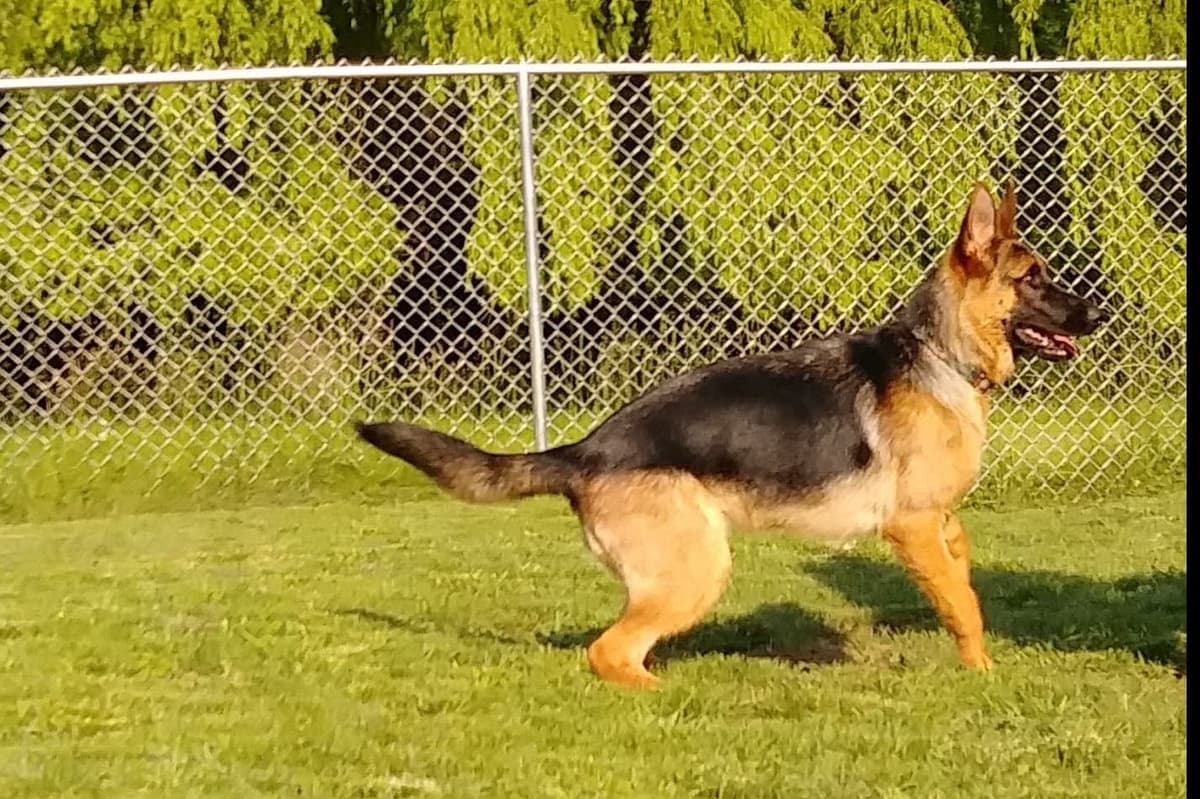 Mountain Pride German Shepherds breeder image 21