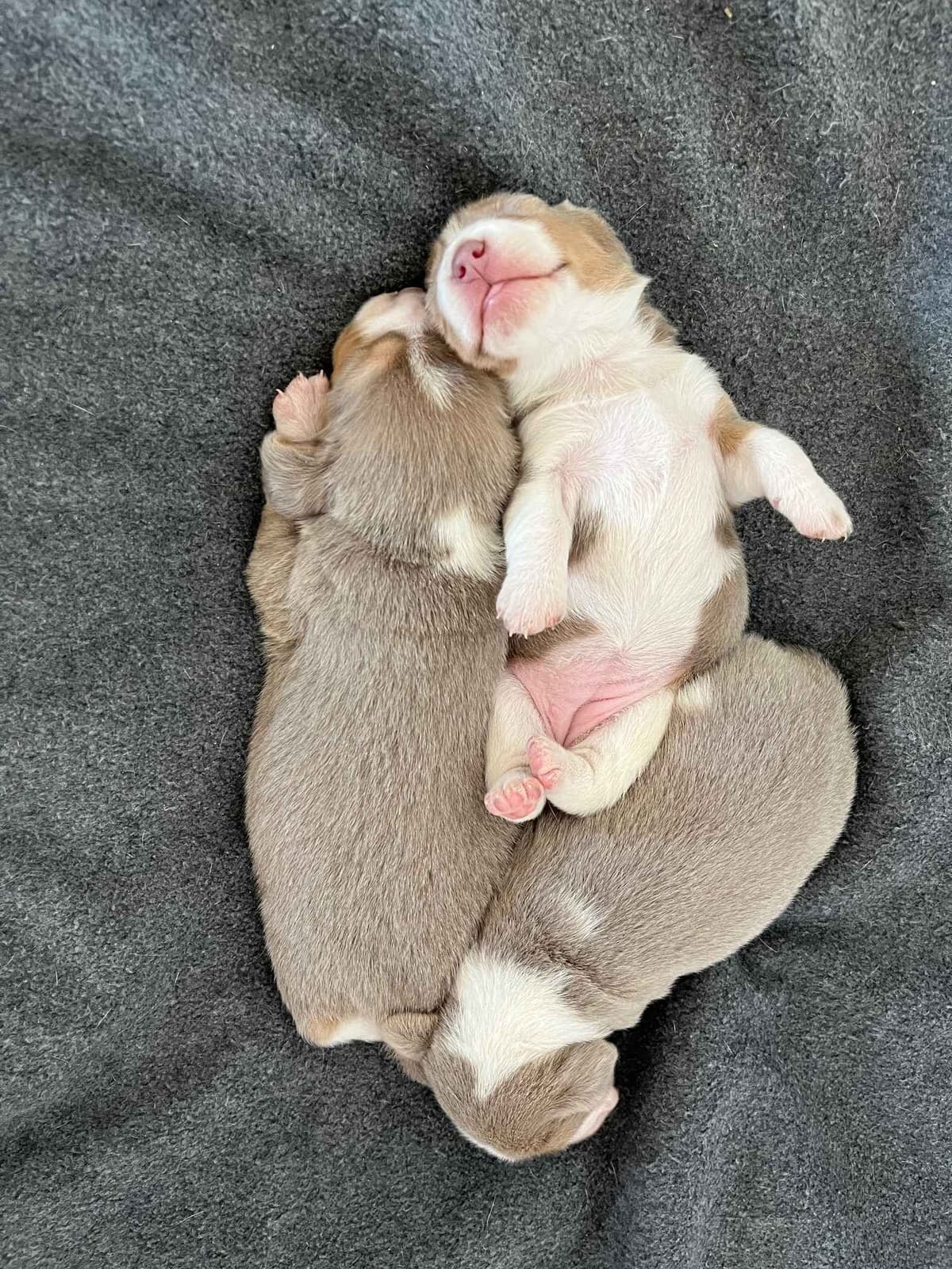 Blue/silver tricolor beagle puppies breeder image 17