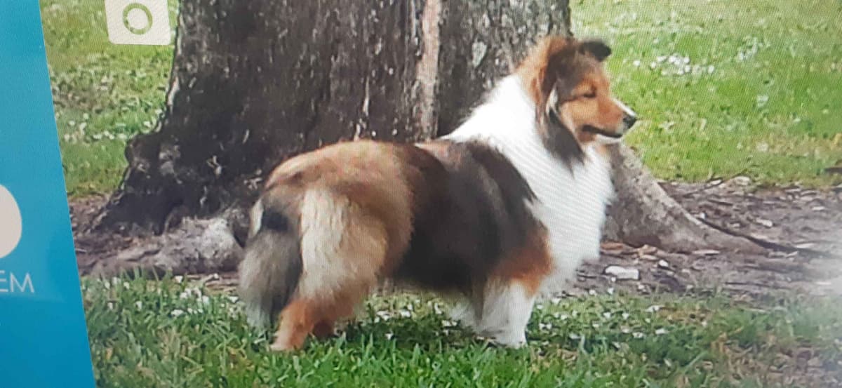 Shetland Sheepdog Puppies breeder image 1