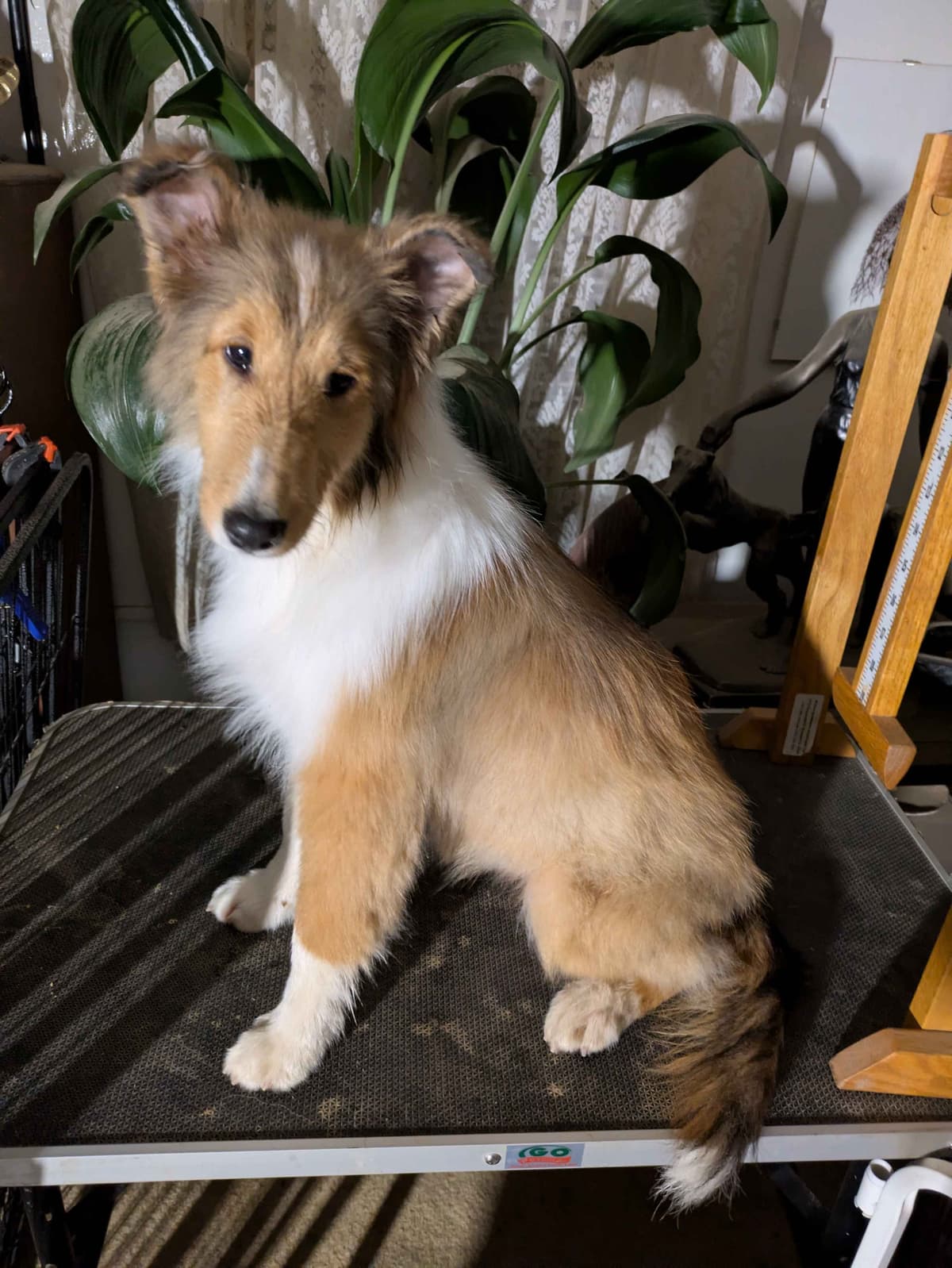 Shetland Sheepdog Puppies breeder image 3