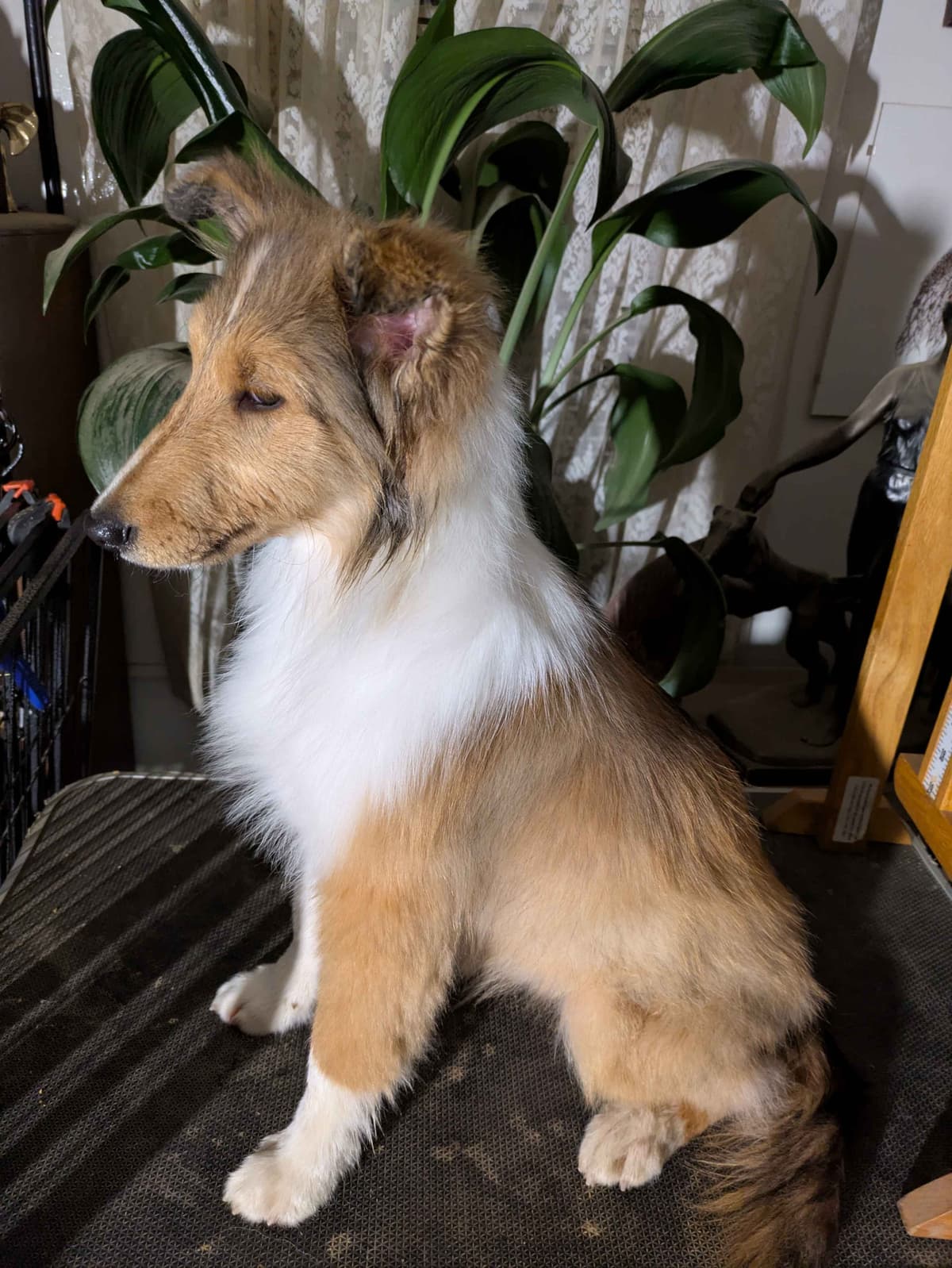 Shetland Sheepdog Puppies breeder image 4