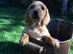Lucia Falls Miniature Wirehair Dachshunds
