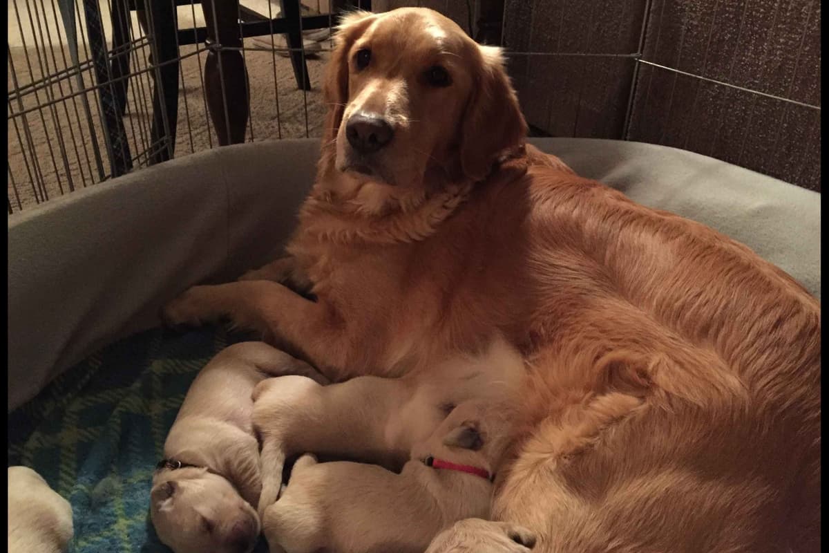 Golden Retriever Puppies breeder image 8