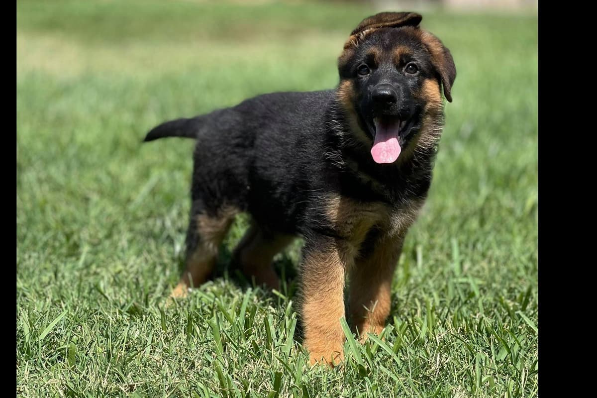 Rottweiler Puppies breeder image 12