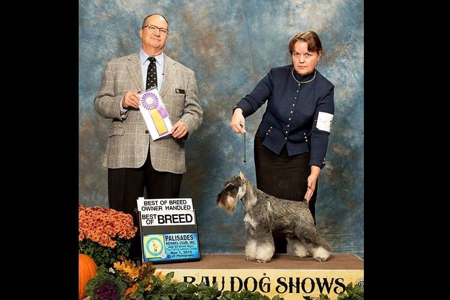 Miniature Schnauzer Puppies breeder image 4