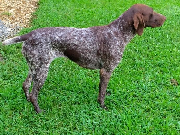 German Shorthaired Pointer Puppies breeder image 2