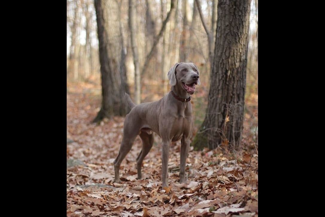 Weimaraner Puppies breeder image 2