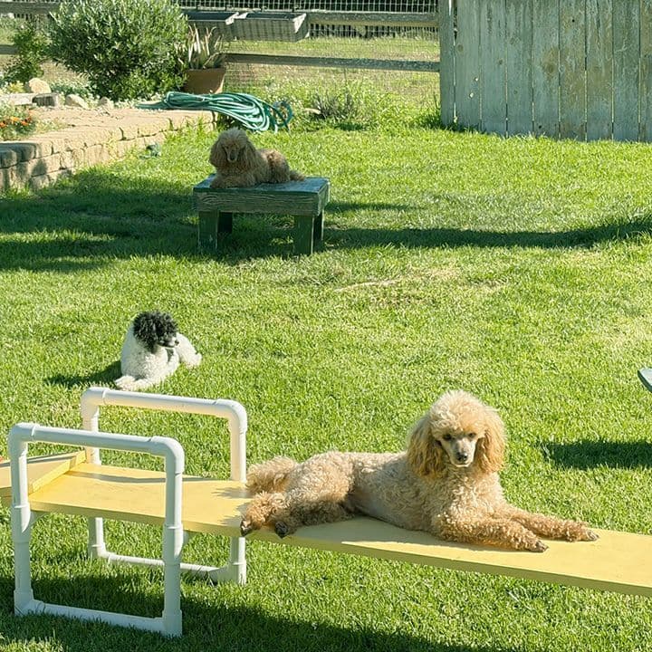Small Miniature Poodle Puppies breeder image 30