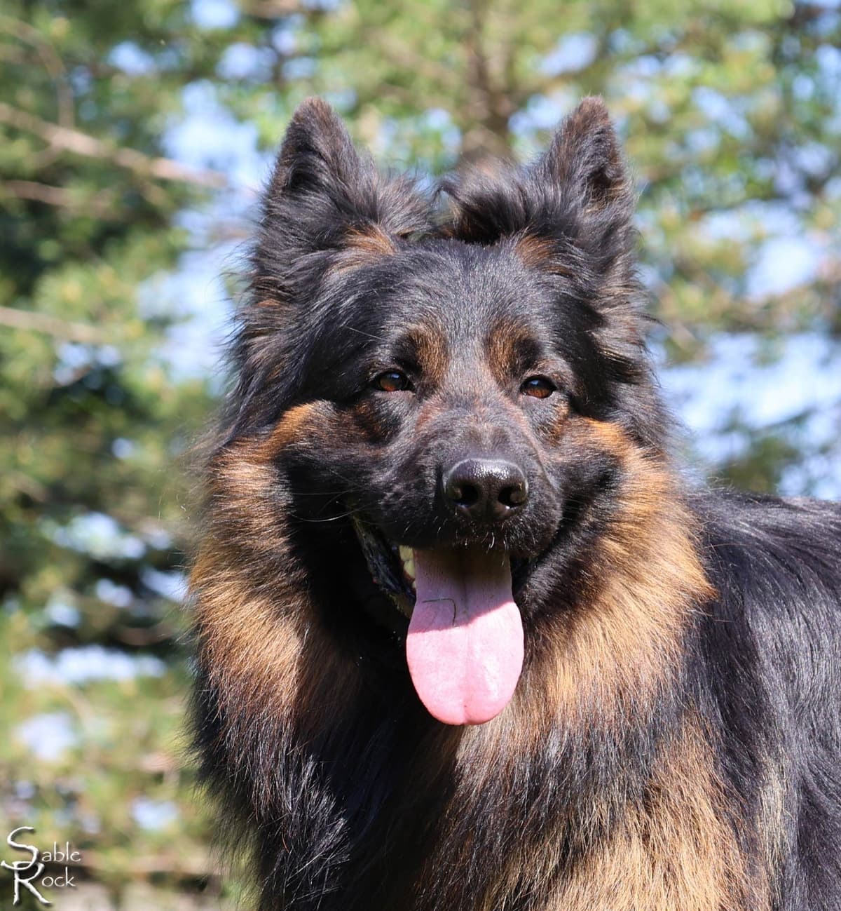German Shepherd Puppies breeder image 1