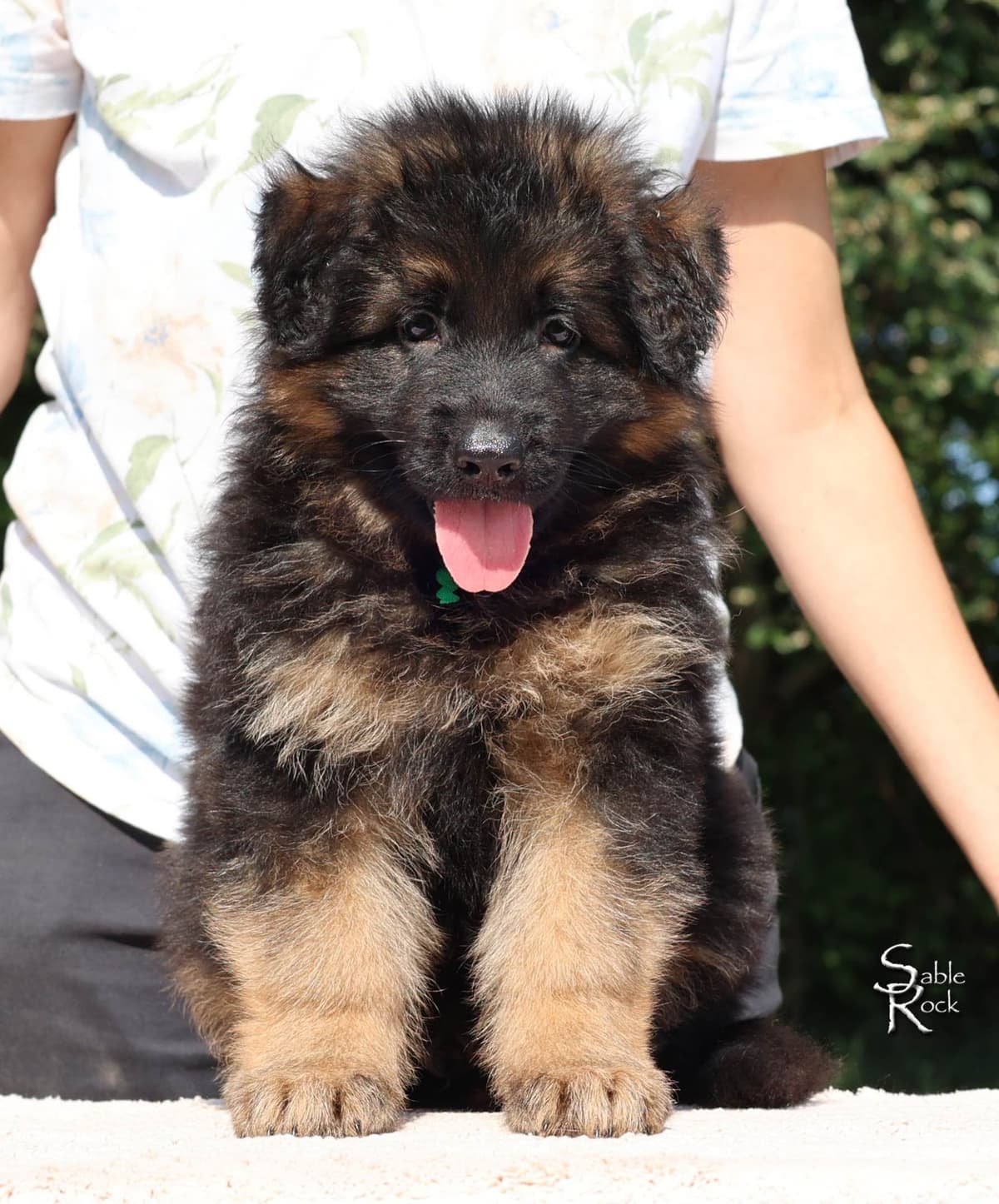 German Shepherd Puppies breeder image 10