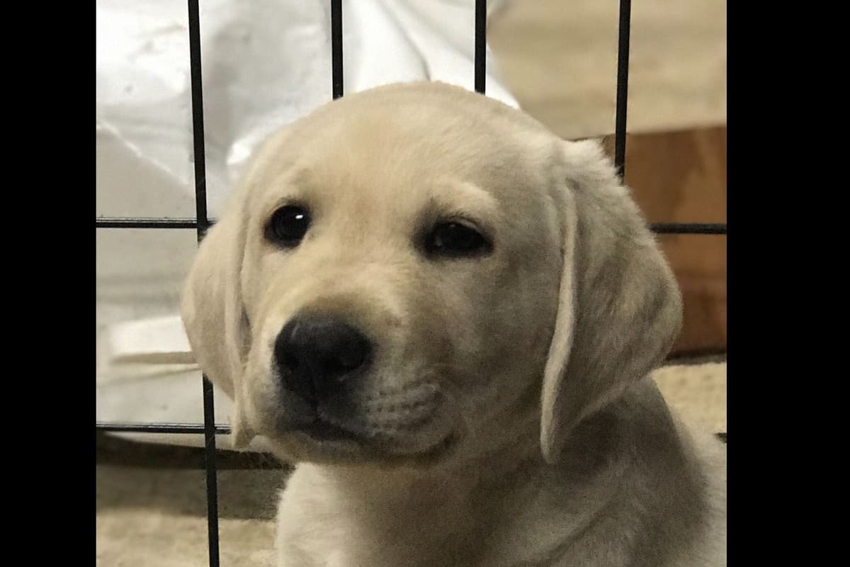 Labrador Retriever Puppies breeder image 5